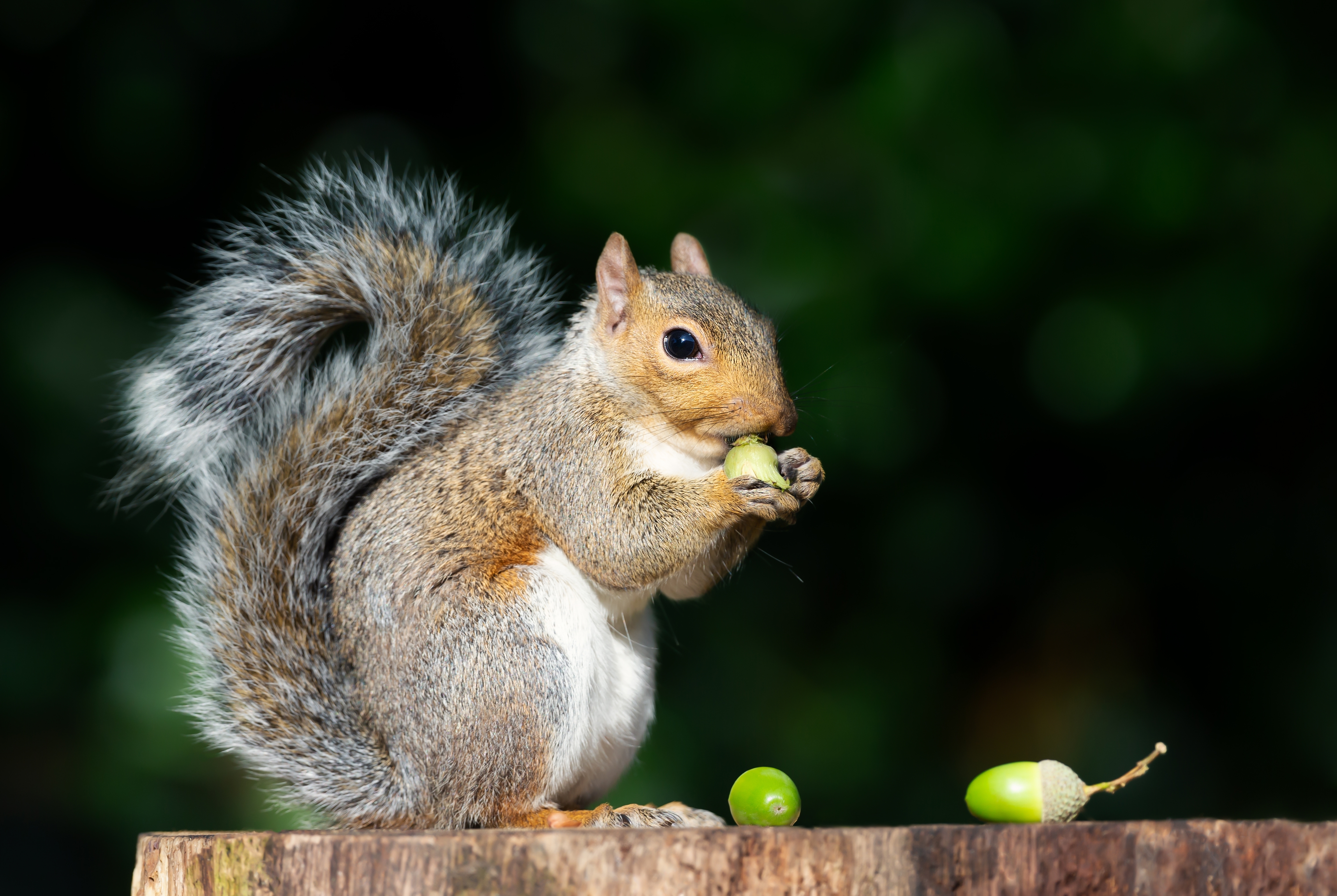 What does squirrel meat taste like?